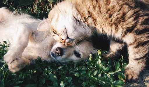 Seguro de hogar incluye seguro de mascotas